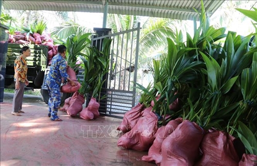 Tiếp nhận 3.000 cây dừa giống phủ xanh quần đảo Trường Sa do thị xã Hoài Nhơn (Bình Định) trao tặng